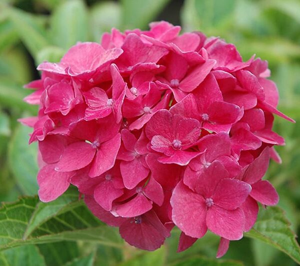 Pink Elf Dwarf Hydrangea