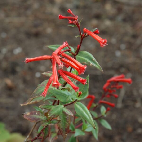 Cigar Flower