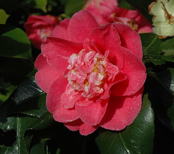 R.L. Wheeler Camellia