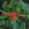 Nellie R. Stevens Holly Plant