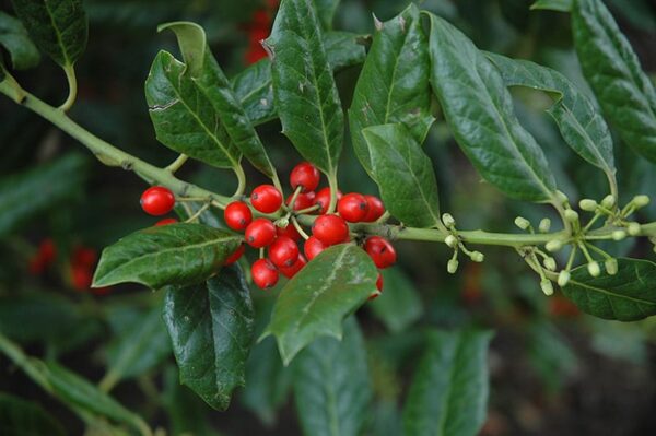 Nellie R. Stevens Holly Plant