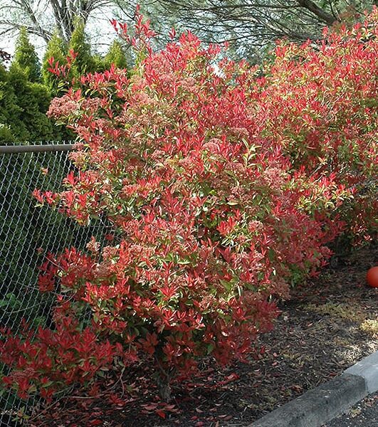 fraser photinia