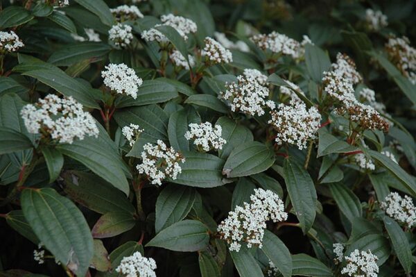 David viburnum