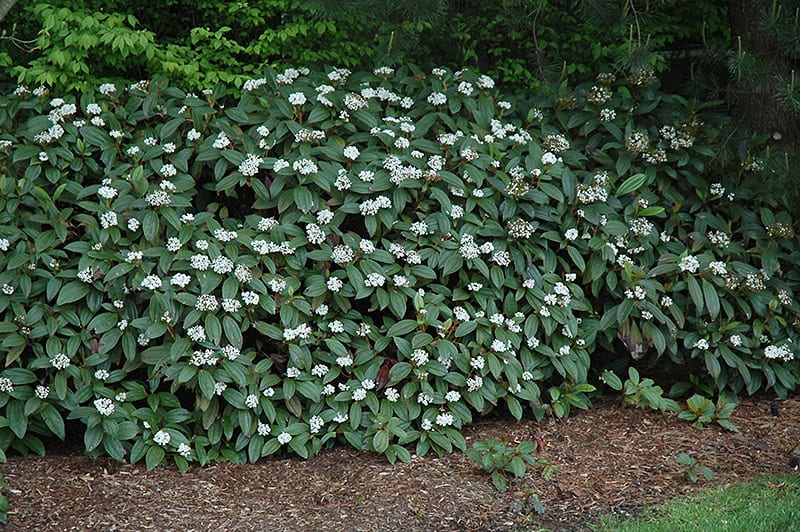 David Viburnum | Calloway's Nursery