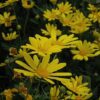 green leafed euryops