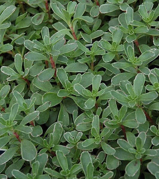 Variegated Stonecrop