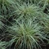 evergold variegated Japanese sedge