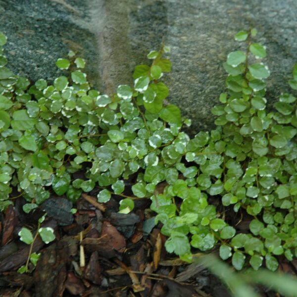 Variegated Creeping Fig