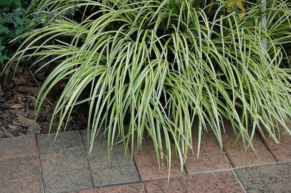 grassy leaved sweet flag