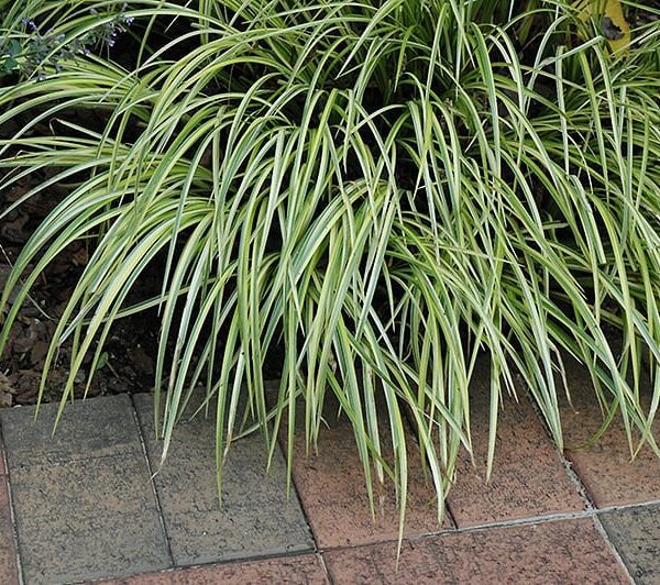 grassy leaved sweet flag