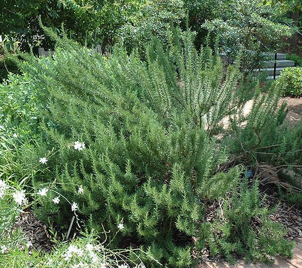 Tuscan Blue Rosemary