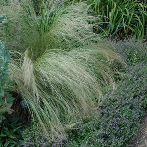 Grasses : Plants & Flowers | Calloway's Nursery | Cornelius