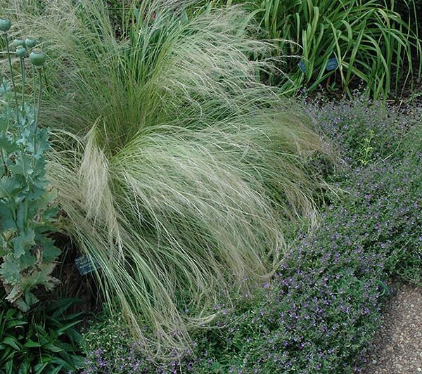 Mexican feather grass