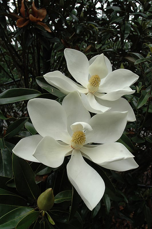 Little Gem Magnolia Calloway S Nursery