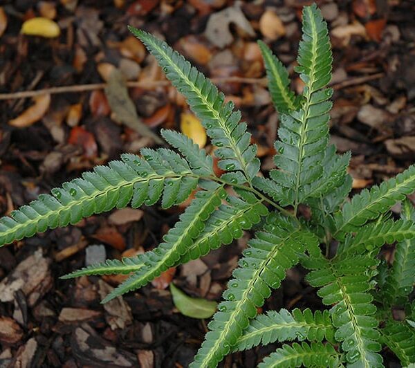 Variegated Holly Fern