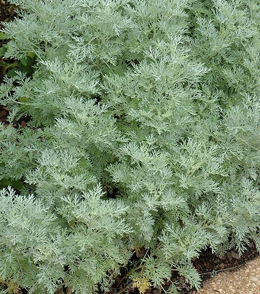 Powis Castle Artemesia