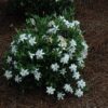 Frost Proof Hardy Gardenia