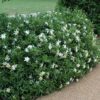 radicals miniature gardenia