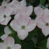 flowering dogwood