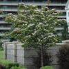 flowering dogwood