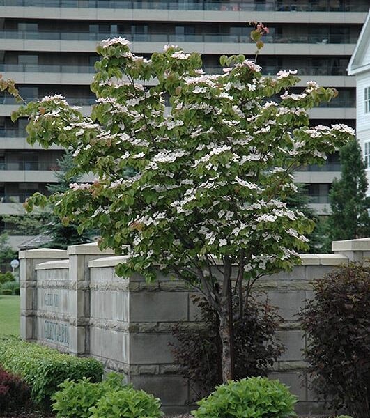 flowering dogwood