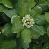 variegated mock orange