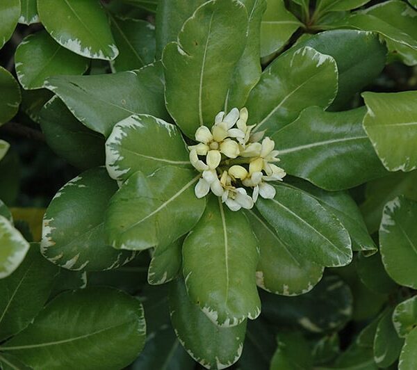 Variegated Mock Orange