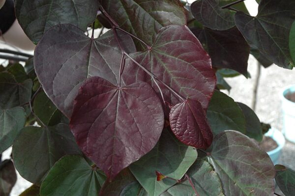 burgundy hearts redbud