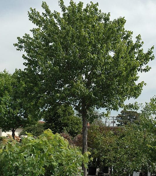 summer red red maple