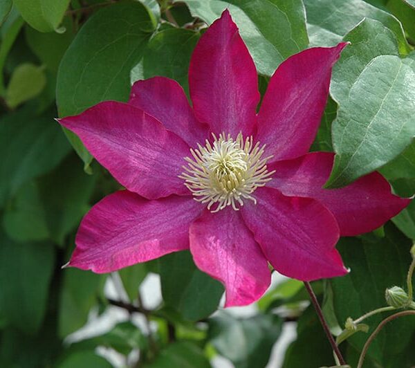 Pink Champagne Clematis