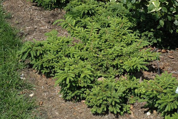 emerald spreader yew