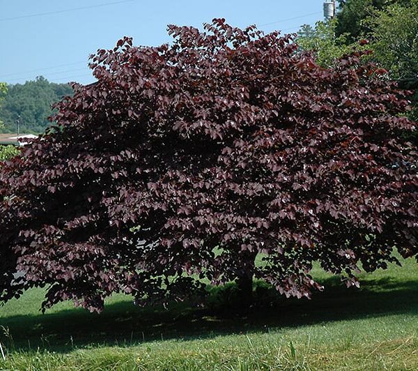 burgundy hearts redbud