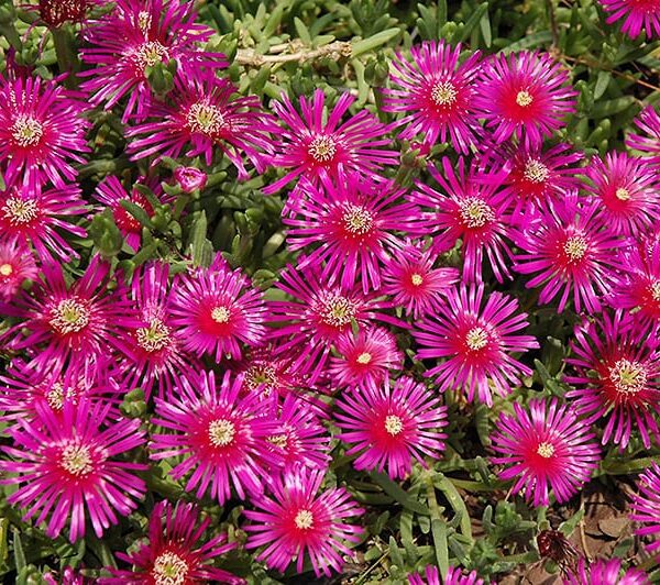 Purple Ice Plant