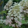 Alice hydrangea