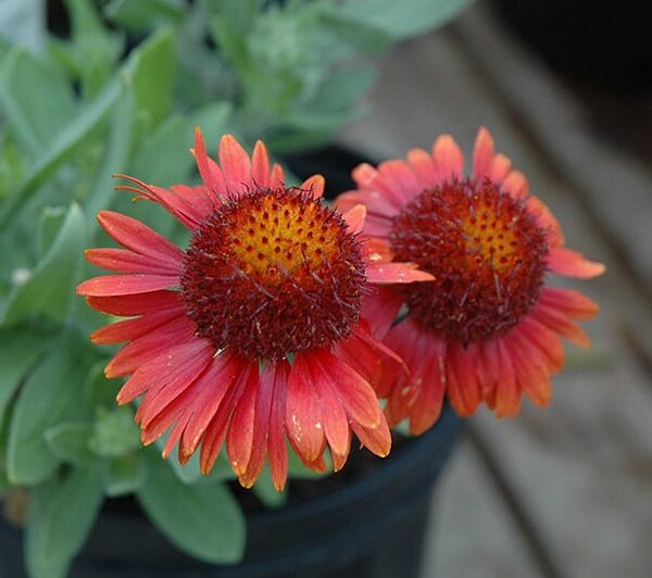 arizona red shades blanket flower