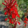 cardinal flower