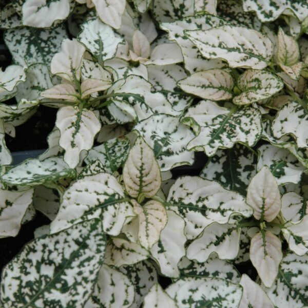 Splash Select White Polka Dot Plant