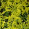 lemon coral stonecrop