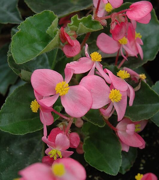 babying pink begonia