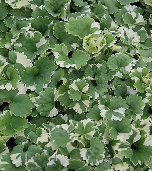 Variegated Ground Ivy