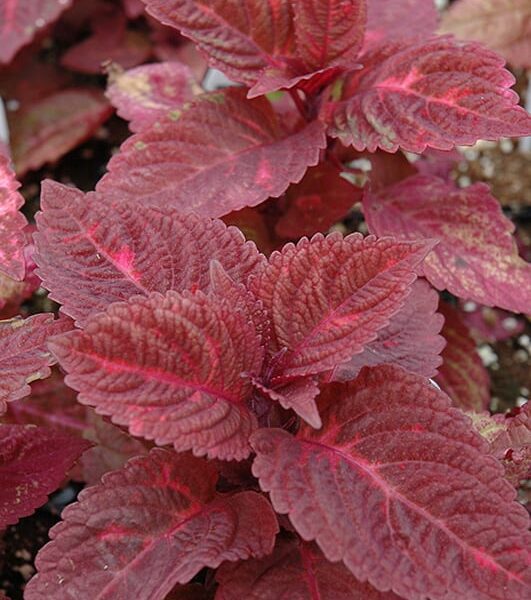 ColorBlaze Royal Glissade Coleus