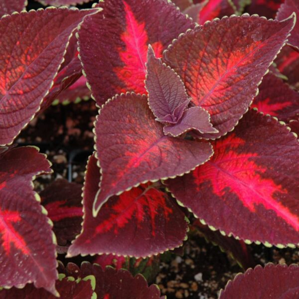 ColorBlaze Kingswood Torch Coleus