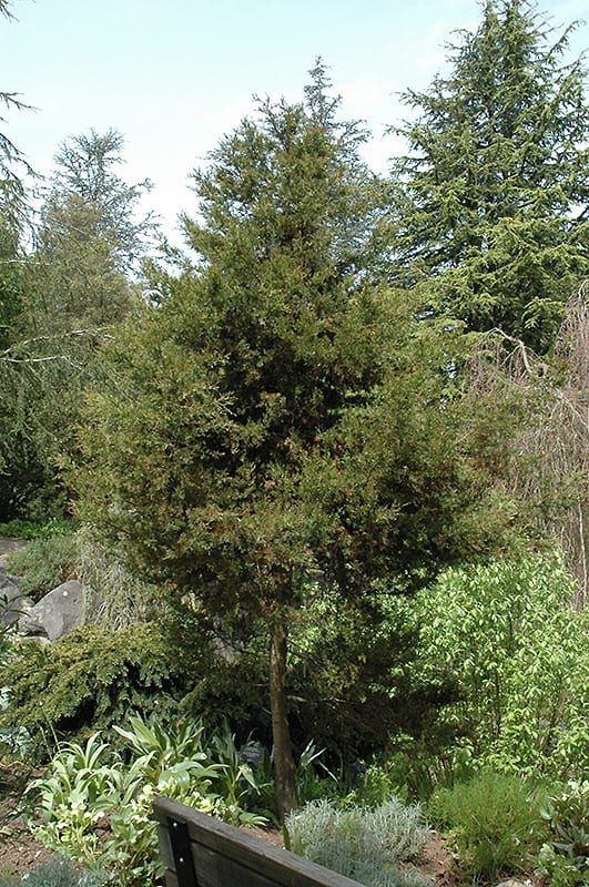 Italian Cypress - Garden View Nursery