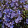 Georgia blue speedwell