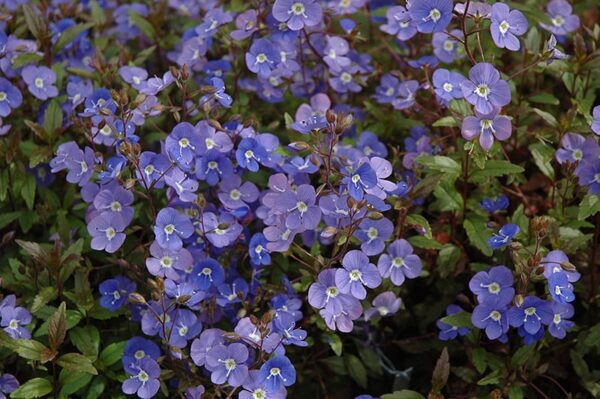 Georgia blue speedwell