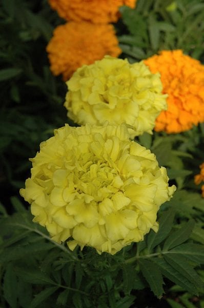 Taishan Yellow Marigold - Calloway's Nursery