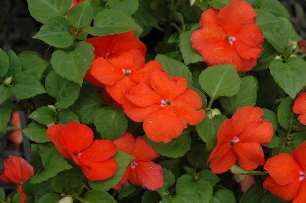 Super Elfin Bright Orange Impatiens