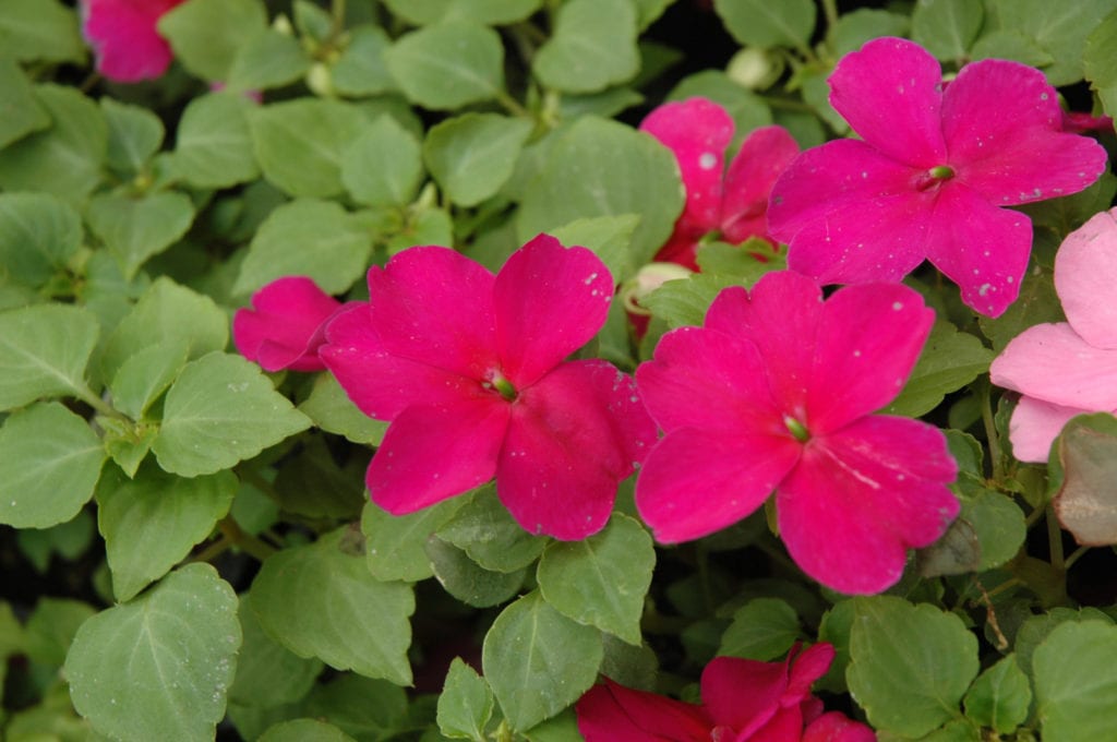 Super Elfin Violet Impatiens - Calloway's Nursery