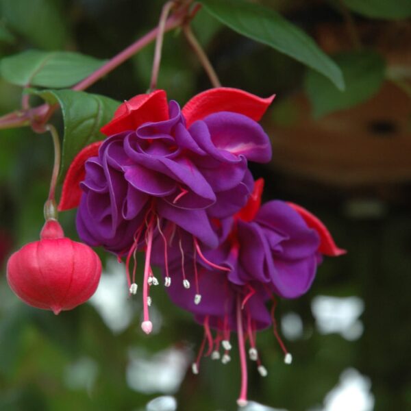 Blue Eyes Fuchsia