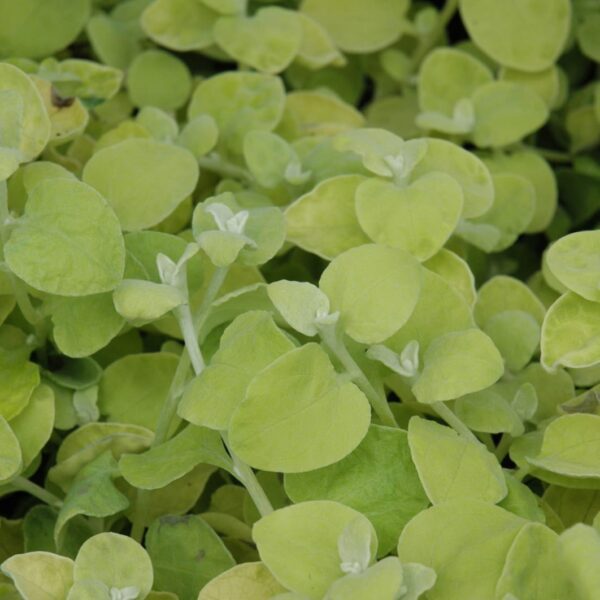 Lemon Licorice Plant